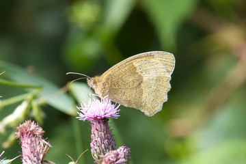 A meadow brown butterfly feeding on a thistle,