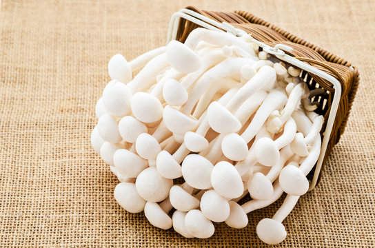 White bunch of shimeji mushrooms.