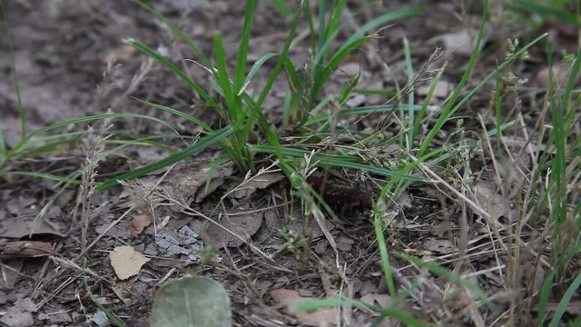 Black Pipevine Swallowtail Caterpillar.