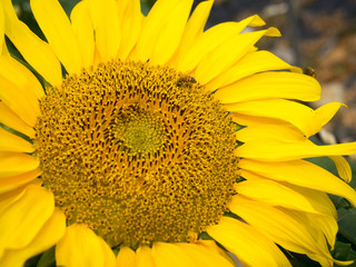 Naklejka premium sunflowers