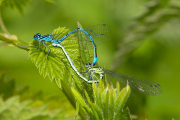 Azure dameslflies mating.