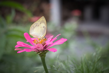 beautiful butterfly on pink flower