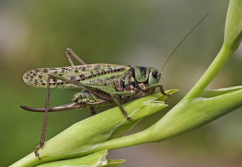 Fototapeta premium Gomphocerus sibiricus
