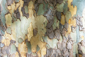 Close up of eucalyptus tree trunk texture