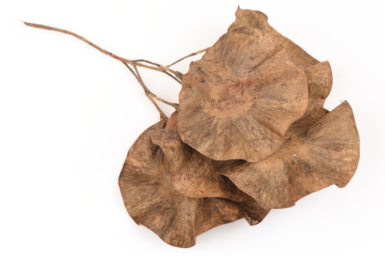 Burma Padauk, Narra, Angsana Norra, Malay Padauk, Burmese Rosewood, Andaman Redwood, Amboyna Wood, Indian rosewood, seeds. (Pterocarpus macrocarpus Kurz)