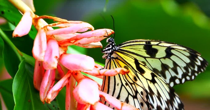 4K Extreme Close Up, King Swallowtail Butterfly, Insect on Lanata Flower