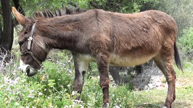 Brown donkey grazing