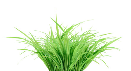 Bunch of green grass closeup isolated on white