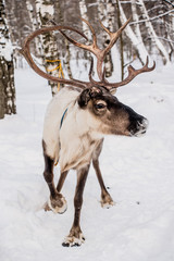 Fototapeta na wymiar Northern house deer