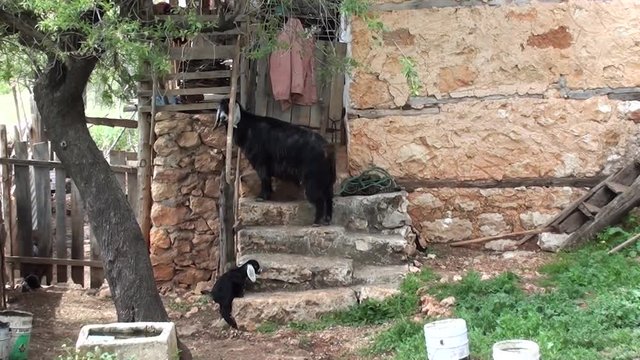 Country life nanny and kids