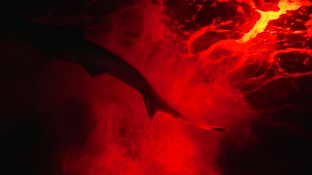 Shark in red water