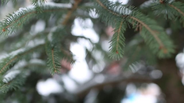 Dolly along a branch through the fir