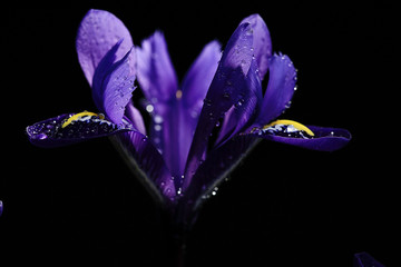 purple irises on a black background