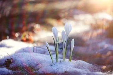 Photo sur Plexiglas Crocus carte de printemps crocus perce-neige