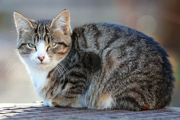 beautiful gray Siberian cat