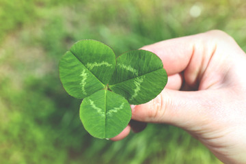 Female hand holding clover leaf, closeup