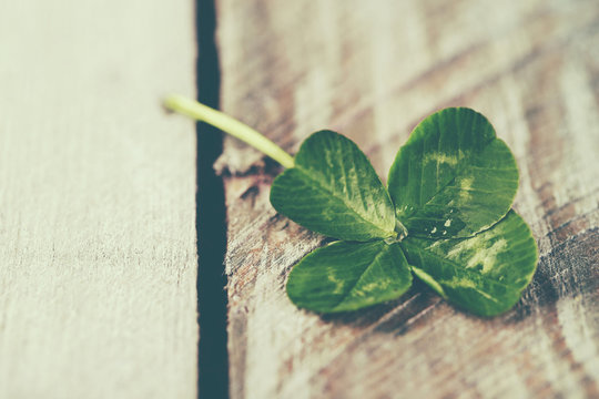Green clover leaf on wooden background, close up
