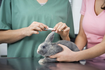Nurse Measuring Temperature Of Rabbit With Thermometer By Woman