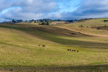 Agriculture outback landscape with farm animals on sunny day