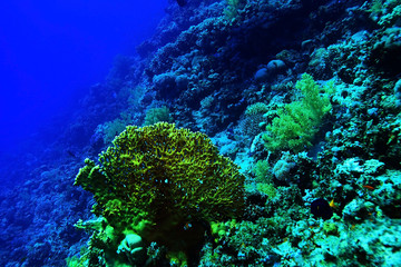 coral reef in the warm sea
