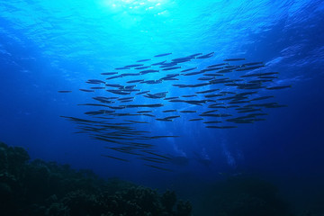 Fototapeta na wymiar jamb of sea fish
