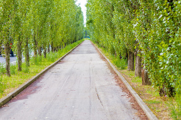 road and green trees