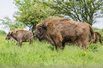 Wisent European bison or Bison bonasus .