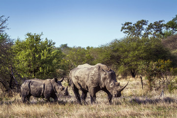 Obraz premium Southern white rhinoceros in Kruger National park, South Africa