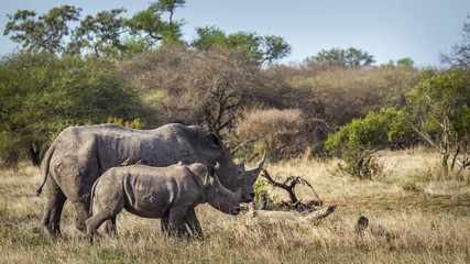 Obraz premium Southern white rhinoceros in Kruger National park, South Africa