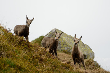 Three young chamois in fog in Tatra mountains