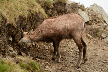 Eating chamois in fog in Tatra mountains