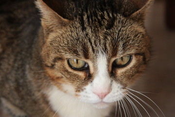 Obraz premium cat head