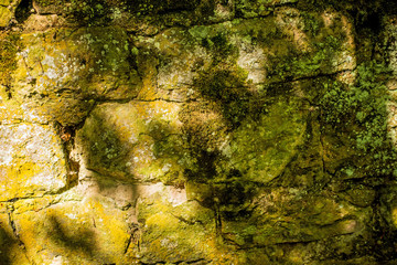 Klostermauer mit Mauerblümchen