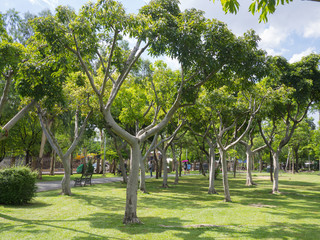 trees in park