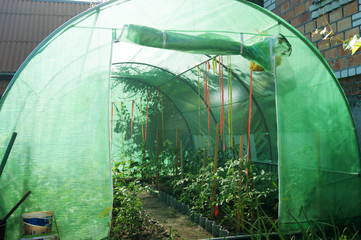 The greenhouse for cucumbers, tomatos and peppers on a garden site