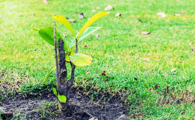 planted growing in the garden.