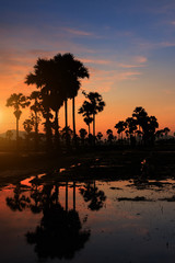 Obraz premium Silhouette sugar palm tree at sunset.