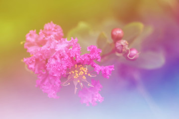 pink flower with nature background