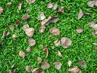 Fallen dry leaf on grass