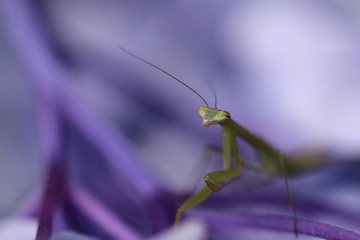 カマキリとアジサイ