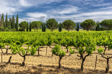 Fototapeta na wymiar Vineyard in the Luberon Provence