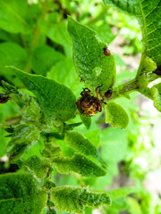 Colorado Potato Beetle (Leptinotarsa decemlineata) on the potato