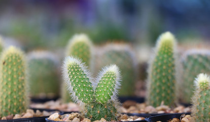 macro cactus