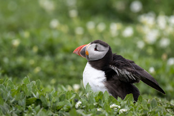 Puffin lying beside burrow showing wings, surrounded by green vegetation.