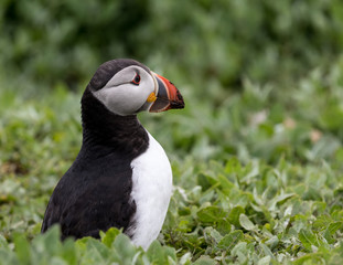 Puffin standing in green vegetation.