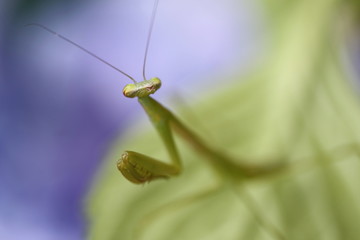 カマキリとアジサイ