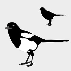 magpie realistic bird silhouette black vector illustration