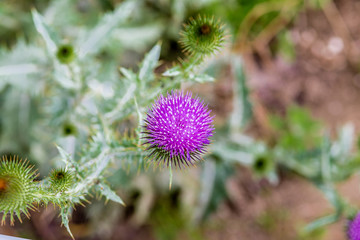 Thistle Purple Flowers