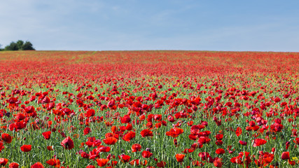 Obraz premium Krajobraz z czerwonym maczka polem i niebieskim niebem.