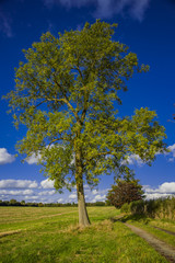 field agriculrural landscape UK